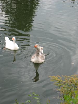 <img300*0:stuff/IskeDuck.jpg>
