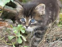 <img200*0:stuff/IskeMAckcat.jpg>