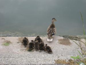 <img300*0:stuff/IskeMomDuck.jpg>