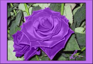 <img300*0:http://elftown.heddate.com/stuff/IskePaars.jpg?y=0&x>