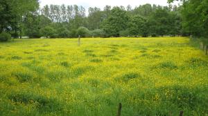 <img300*0:stuff/Iskeboterbloemveld1.jpg>