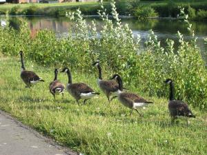 <img300*0:stuff/Iskeduckies.jpg>