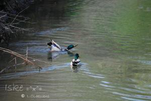 <img300*0:stuff/Iskeeendjes2.jpg>