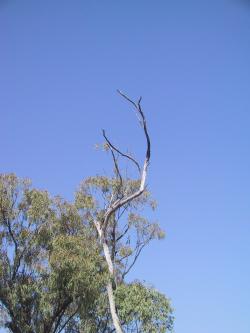 <img250*0:stuff/Iskeoutback1.jpg>