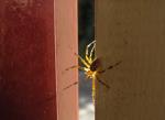 <img150*0:stuff/Itsybitsyspider.jpg>