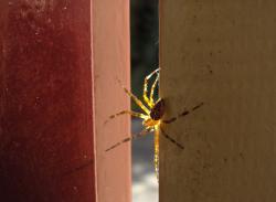<img250*0:http://elftown.heddate.com/stuff/Itsybitsyspider.jpg>