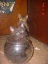 <img100*0:stuff/JK_Fishbowl3.jpg>