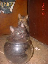 <img200*0:stuff/JK_Fishbowl3.jpg>