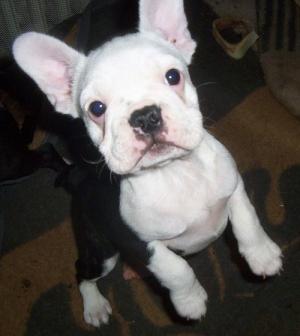 <img300*0:http://elftown.heddate.com/stuff/Jacobi_bilder%20(1).jpg>