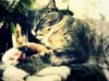 Jessy's_and_my_kitty_Zipper_:3