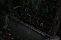 <img200*0:stuff/Jungle_Junk_III.jpg>