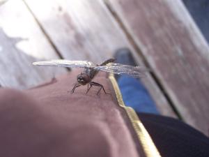 <img300*0:stuff/Just_Passing_By.jpg>