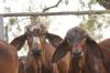 <img100*0:stuff/Kalinga%20%2b%20029.JPG>