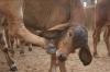 <img100*0:stuff/Kalinga%20%2b%20034.JPG>
