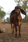 <img100*0:stuff/Kalinga%20%2b%20048.JPG>