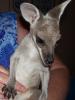 <img0*100:stuff/Kangaroo_Joey.jpg>