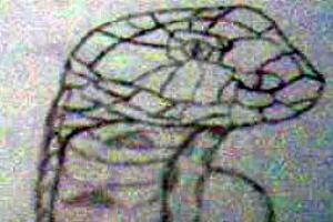 <img300*0:stuff/King_Cobra.jpg>