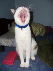 <img0*250:stuff/Kitty_Roar.jpg>