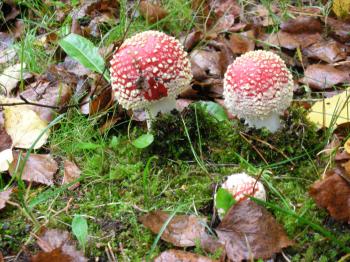 <img350*0:stuff/Kärpässienet_pieni.jpg>