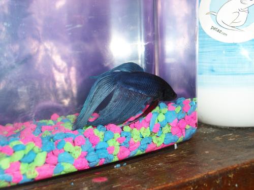 <img500*375:stuff/Lance_The_Fish.jpg>