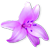 <img:stuff/LavLilyBullet.png>