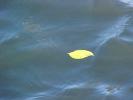 <img0*100:stuff/Leaf_on_the_water.jpg>