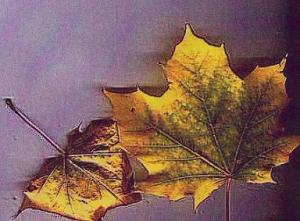 <img300*0:stuff/Leafs.jpg>