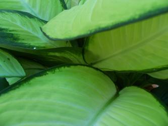 <img0*250:stuff/Leafy_Background.jpg>