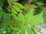 <img150*0:stuff/Leaves.jpg>
