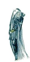 <img0*200:stuff/Legolas.jpg>
