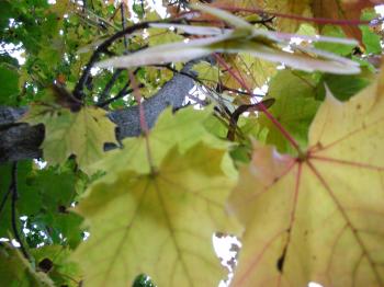 <img350*0:stuff/Lehdet_pieni.jpg>