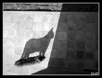 <img200*0:stuff/LenniShadow02.JPG>