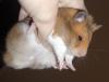 <img100*0:stuff/Lifted_hamster.jpg>