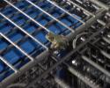 <img0*100:stuff/Little_frog.jpg>