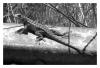 <img100*0:stuff/Lizard.jpg>