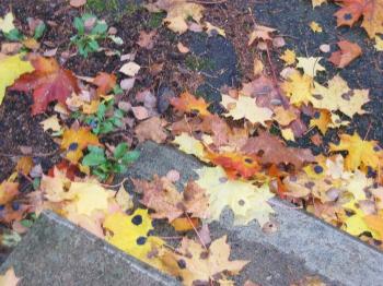 <img350*0:stuff/Lleaves.jpg>