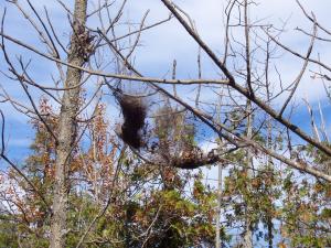 <img300*0:stuff/Lofty_Nest.jpg>