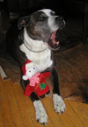 <img0*250:stuff/Loki%20%26%20Bob%202.jpg>