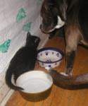 <img0*150:stuff/Loki%20%26%20C%201a.jpg>