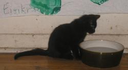 <img250*0:stuff/Loki%20%26%20C%203a.jpg>