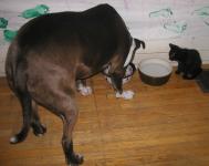 <img0*150:stuff/Loki%20%26%20C%204a.jpg>