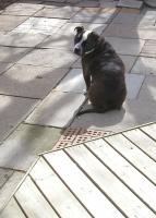 <img0*200:stuff/Loki%201%20A06.jpg>