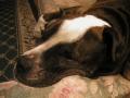 <img0*90:stuff/Loki%20on%20couch%201a.jpg>