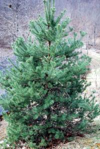 <img200*0:stuff/Lonesome_Pine.jpg>