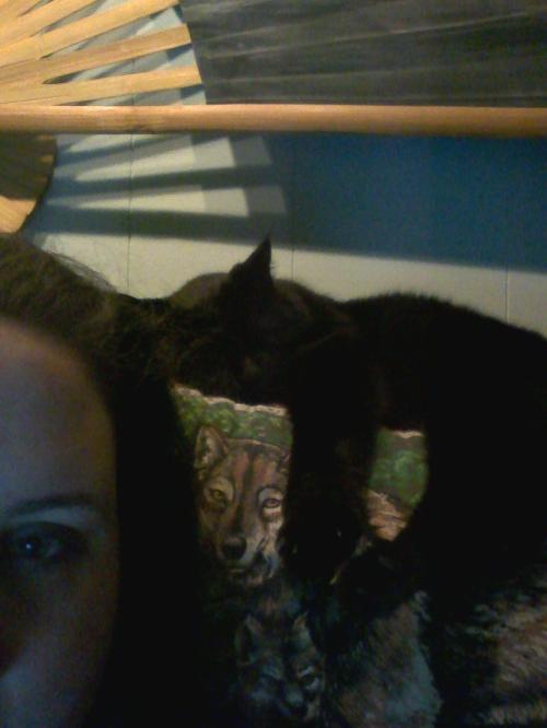 <img500*666:stuff/Lurking_Bearpuss.jpg>