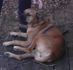 <img0*100:stuff/Lying_dog.png>