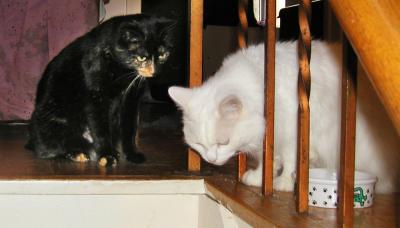 <img400*0:stuff/M%20%26%20N-n%20at%20stairs.jpg>