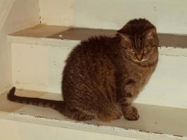 <img0*200:stuff/MDF%2035a.jpg>