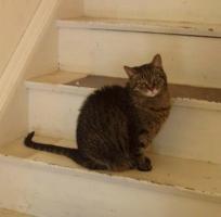 <img0*200:stuff/MDF%2036a.jpg>