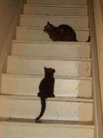 <img0*200:stuff/MDF%2038a.jpg>